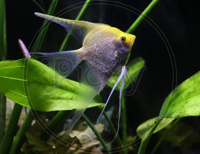 Angel Fish On A Planted Tank