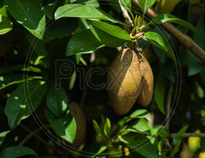 Diospyros Peregrina. Diospyros Discolour (Bilati Gab) Growing On The Garden. Fruit (Berry) Growth, Maturity And Nutritional Composition Diospyros Peregrina Gurke And Bilati Gab