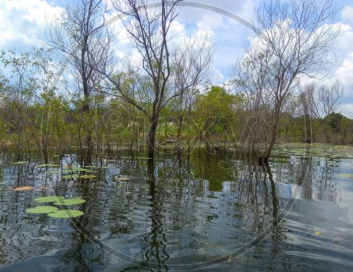 Mangrove in Purulia
