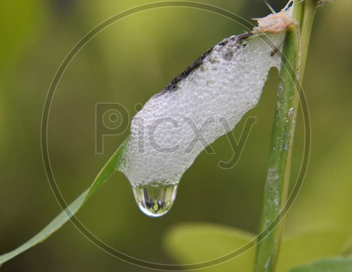 Nature's droplet