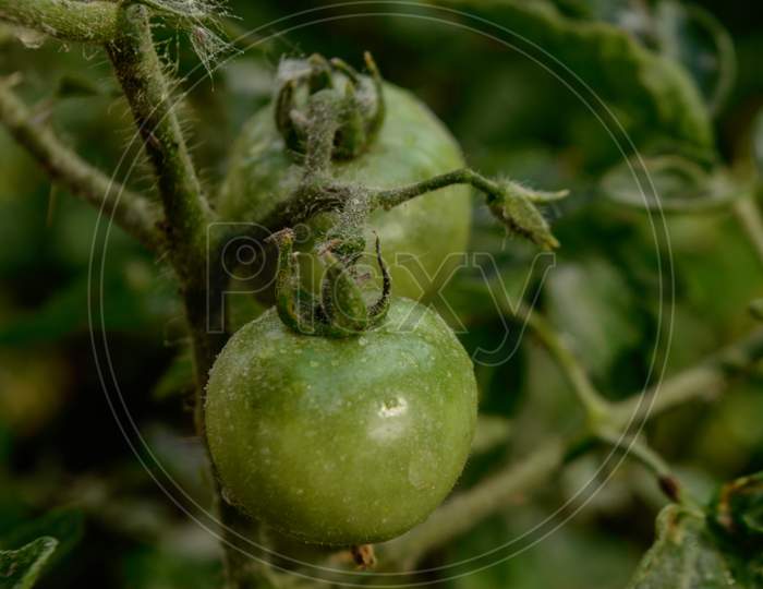 Closeup Micro Shot Of Indian Green Tomato Cover Up With Soil And Fertilizer And Water.