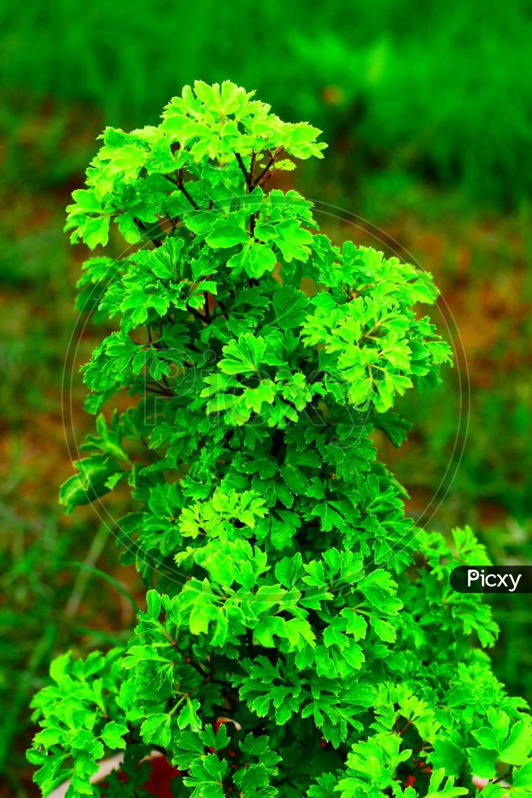 Image of A beautiful Deep green plant.-DF237383-Picxy