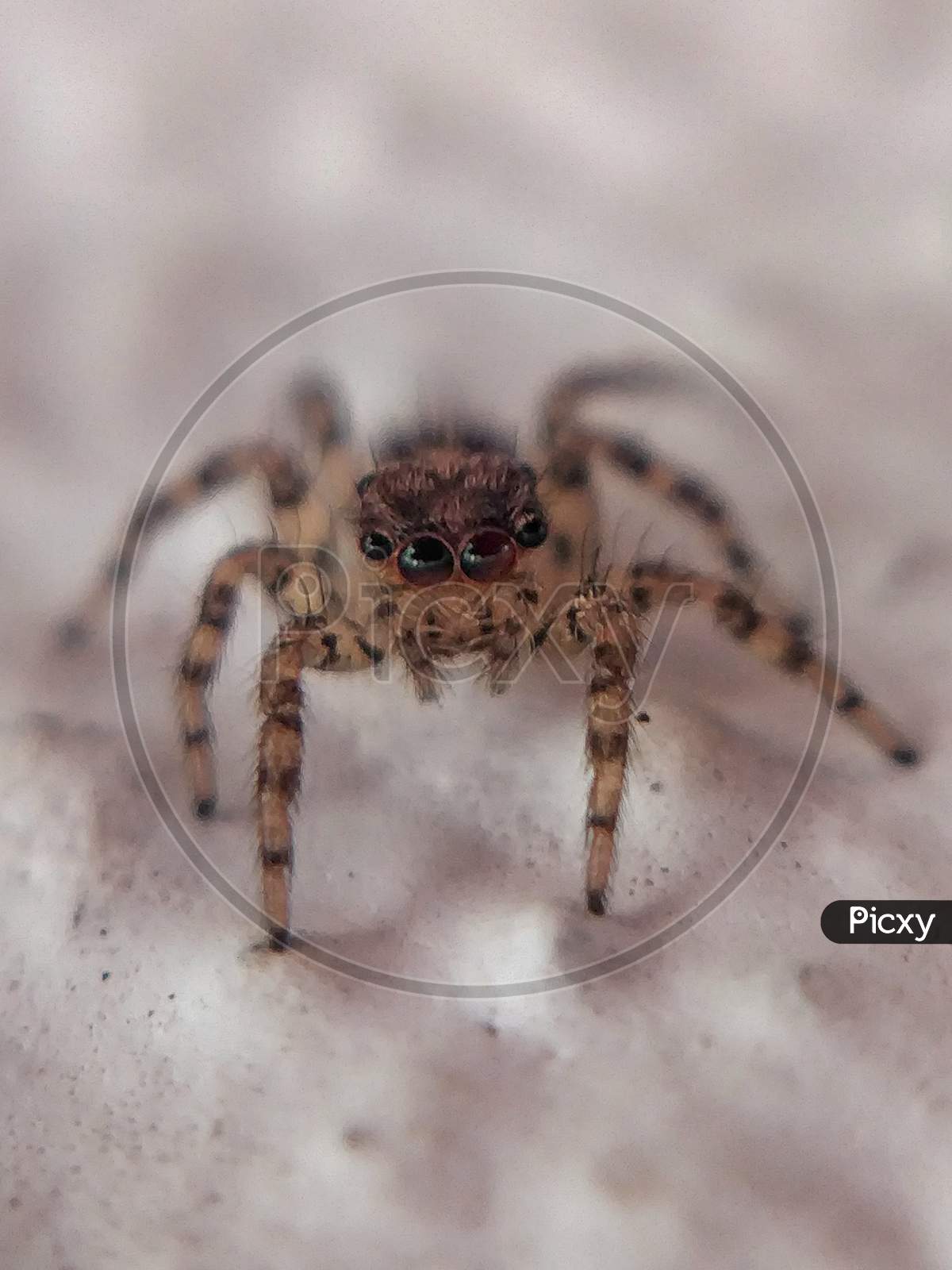 Spider macro,Menemerus bivutattus