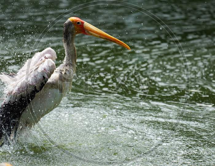 Painted Stork flapping its wings in the water