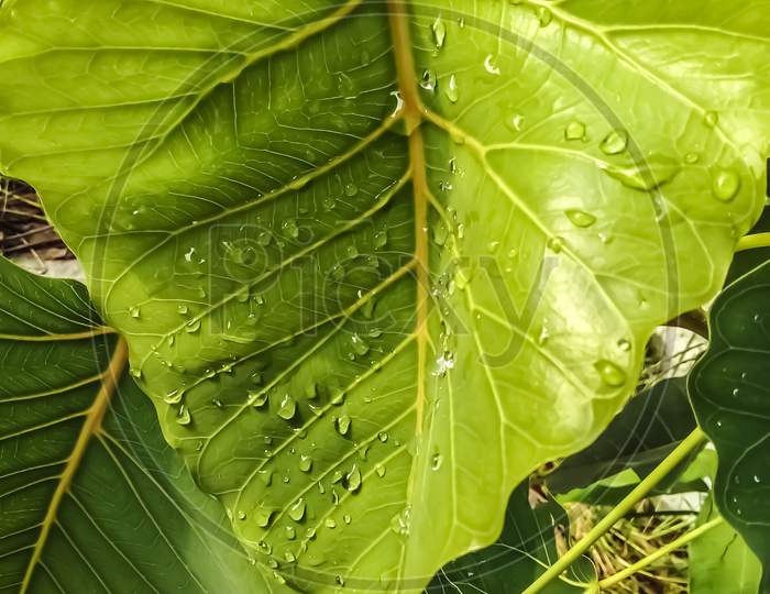 Dew drops on pipal leaf