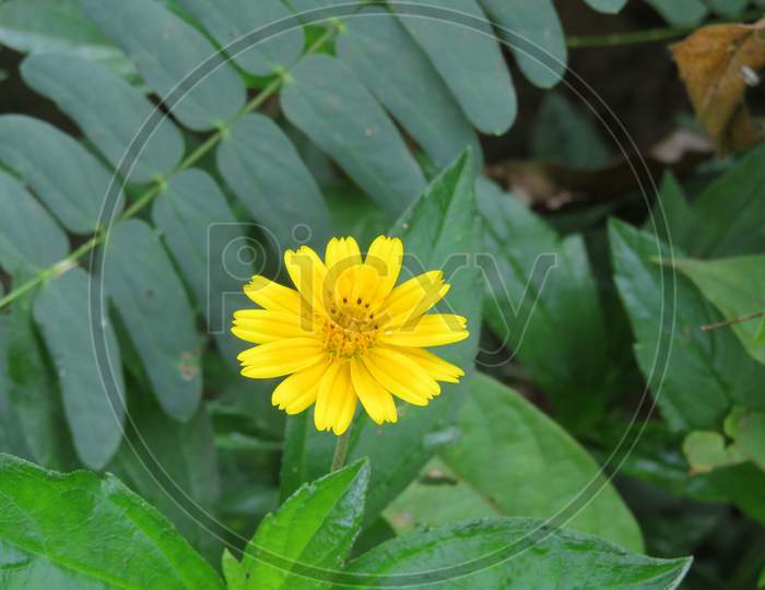 Yello Flower,