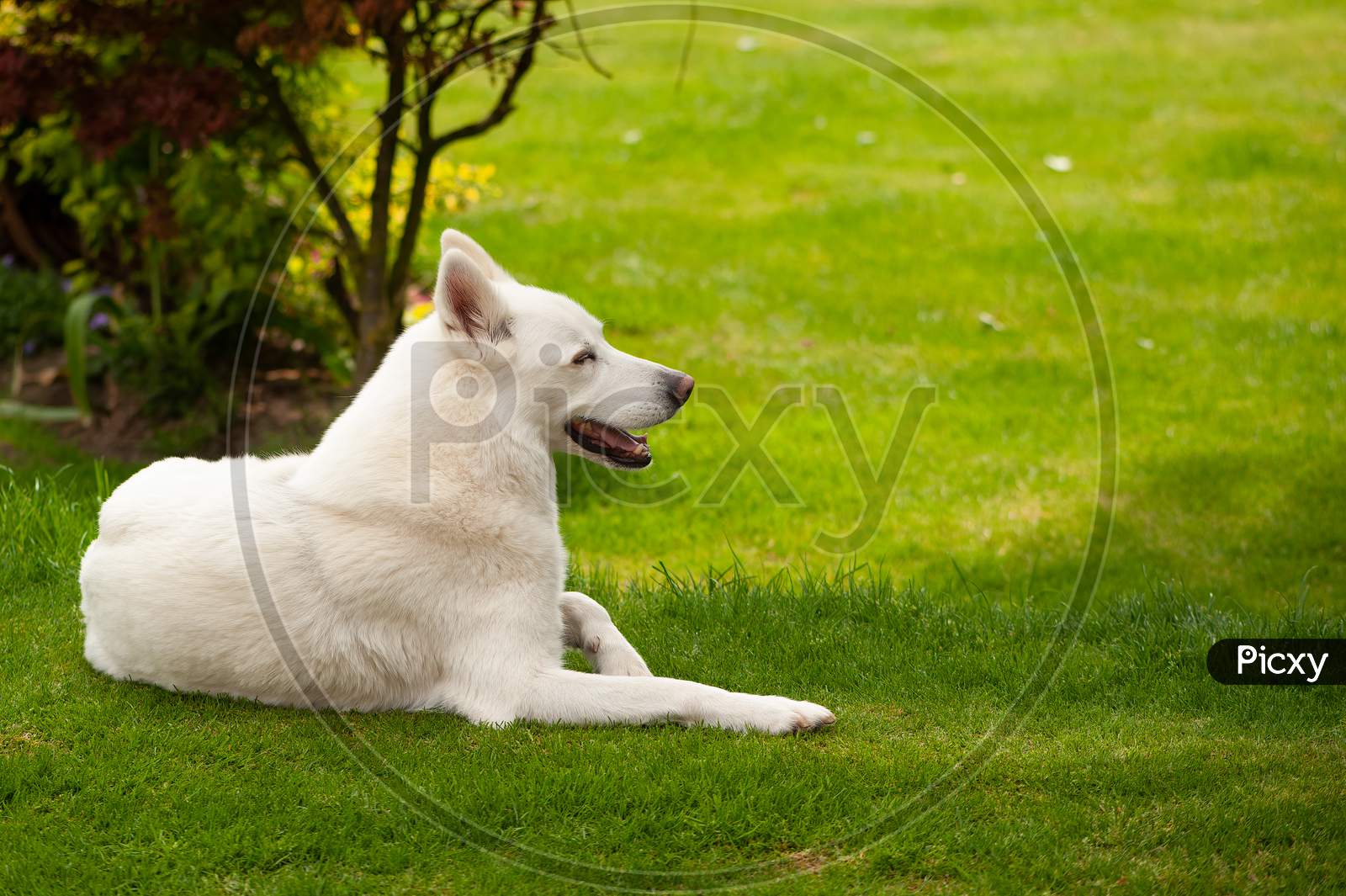 White Husky Dog Laying Down On Grass In English Garden