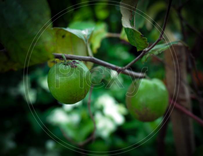 Boroi Kul - Jujube, Chinese Date Fruits-Ziziphus Mauritiana. Plum, Chinese Apple, Fruit, Food, Sodas, Apple Fruit Meals Chinese Language.