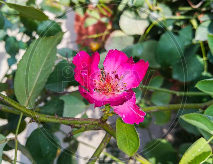 Closeup of rose plant