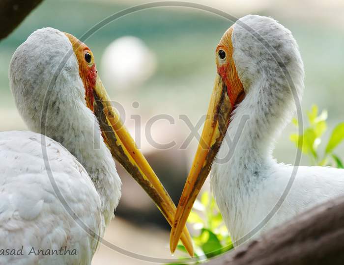 Two white pelican watching each other