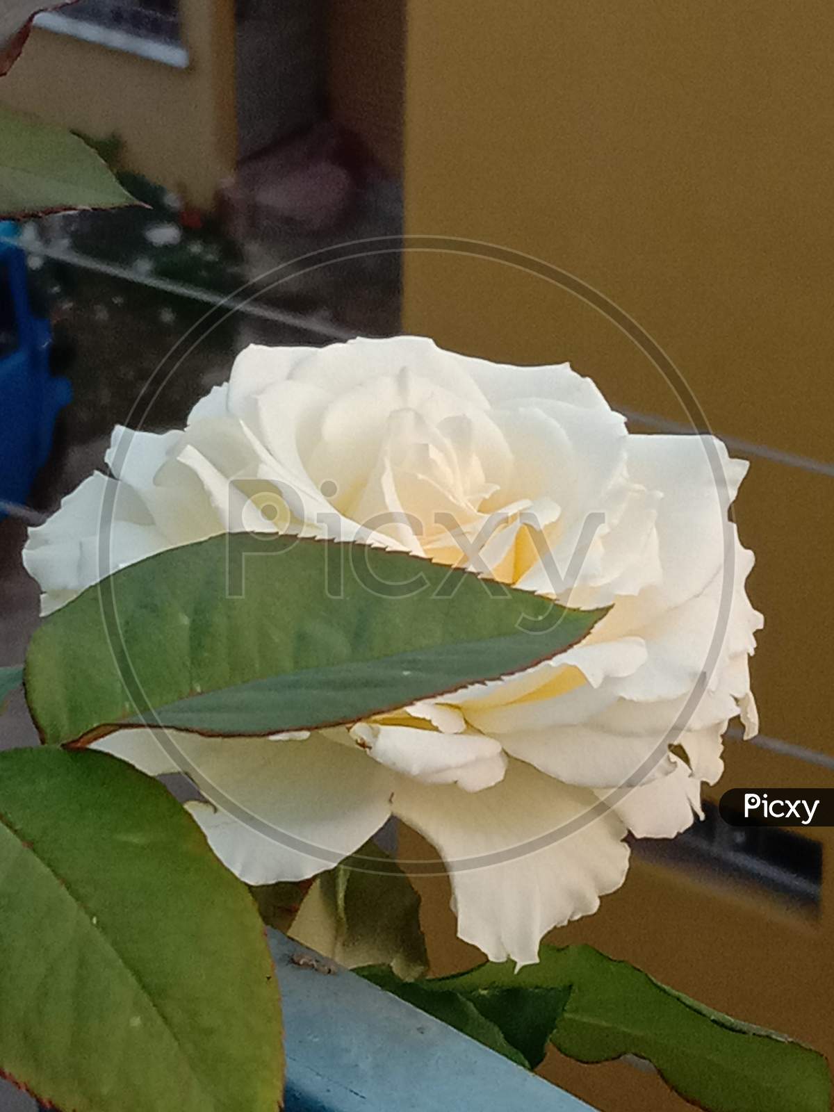 White rose,macro photography