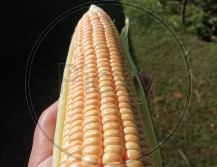 Fresh Corn