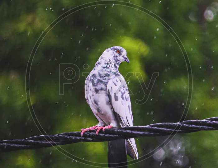 Pigeon enjoying the rain