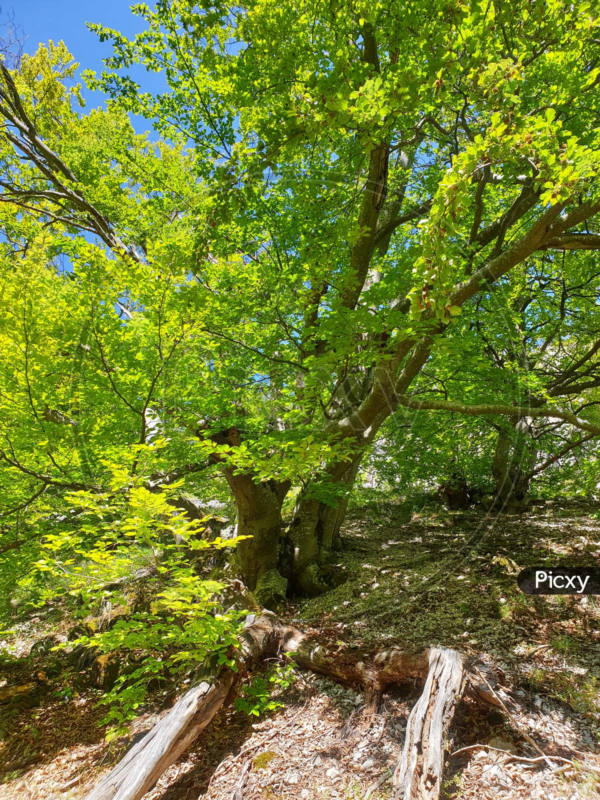 Beech Tree With Large Canopy In Summer Light