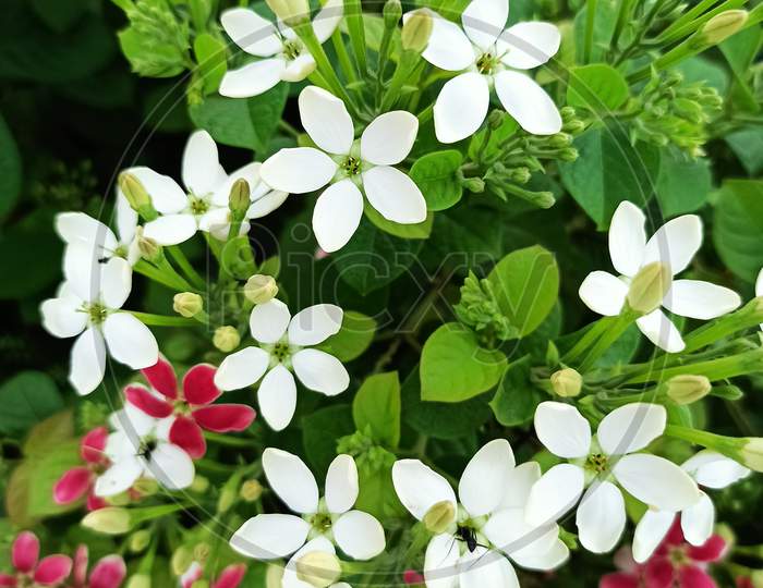 BEAUTIFUL MULTIPLE WHITE AND PINK  FLOWER