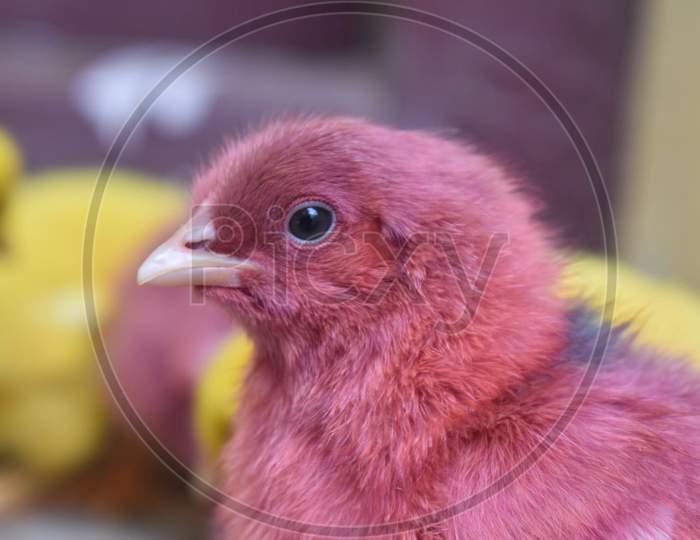 A beautiful pink chicken Bird