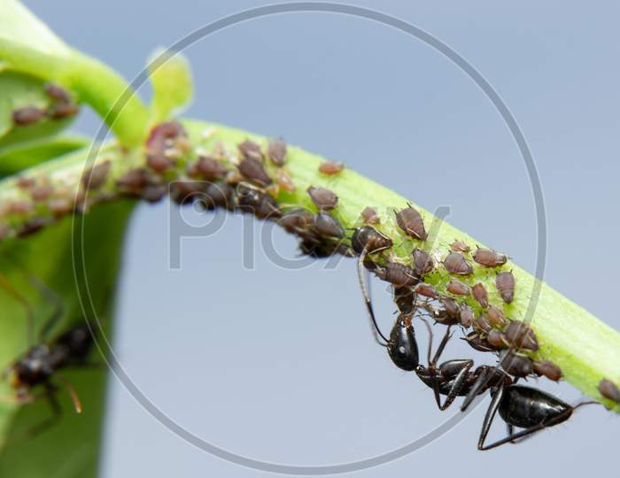Ants Farming Aphids
