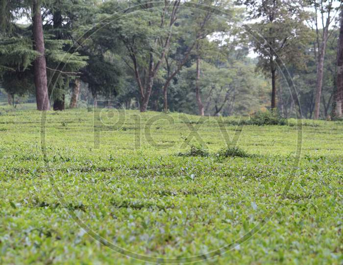A tea plantation in Palampur