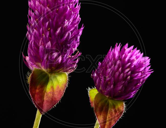 Micro Shot Of Beautiful Indian Pink Flower With Black Background
