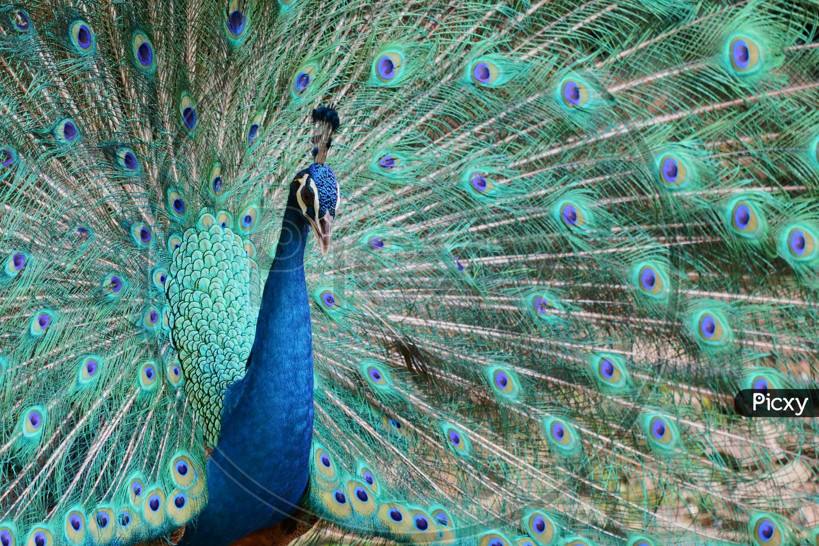 Beautiful peacock with its feathers spread out