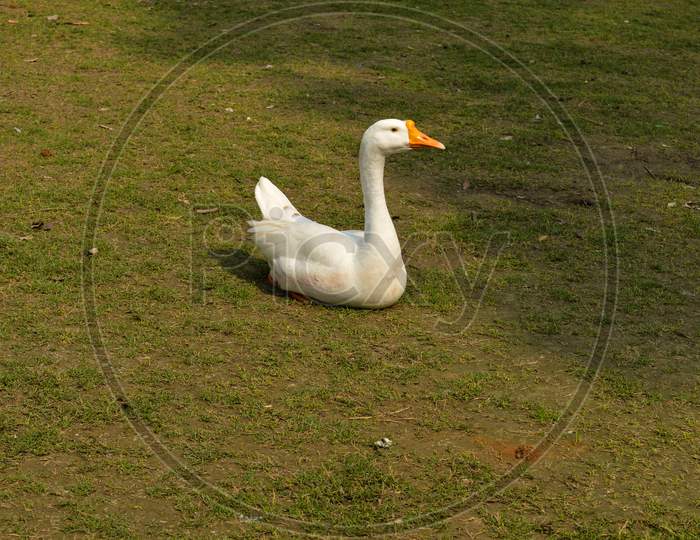 A White Color Duck Walking,Roaming,Siting Around At Garden, Lawn At Winter Foggy Morning.