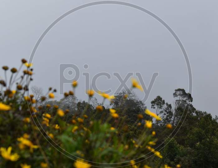 A yellow Flower valley