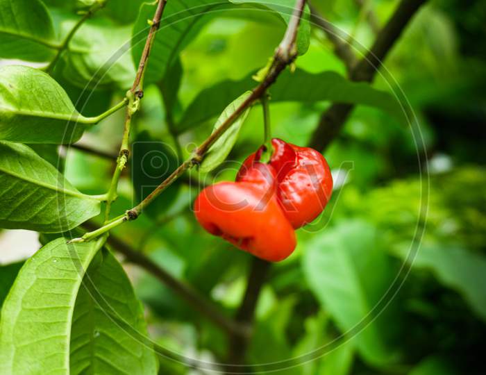 Syzygium Samarangense Is A Plant Species In The Family Myrtaceae, The Resulting Fruit Is A Bell-Shaped, Edible Berry, Or Green To Red, Purple, Or Crimson,