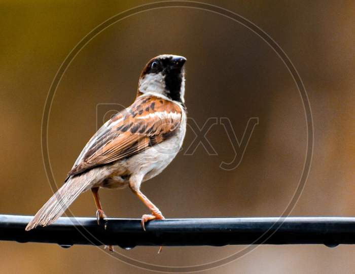 A sparrow bird