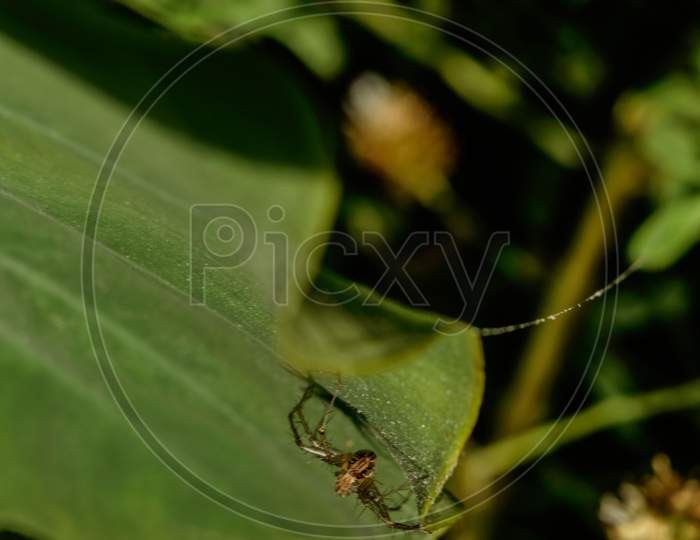 Indian Spider Who Is Relaxing On Leaf At Evening.