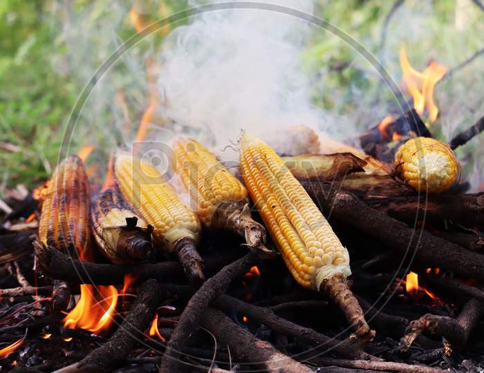 Bunch Of Maize Grilled