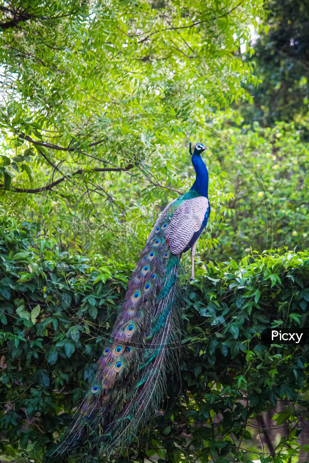 A peacock in the forest