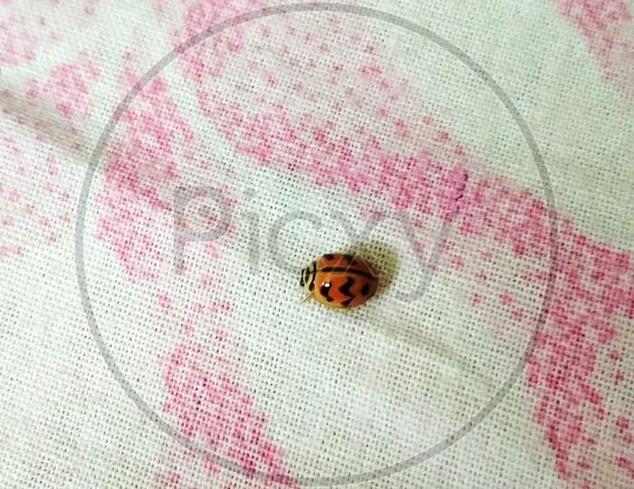 Baby beetle on bed