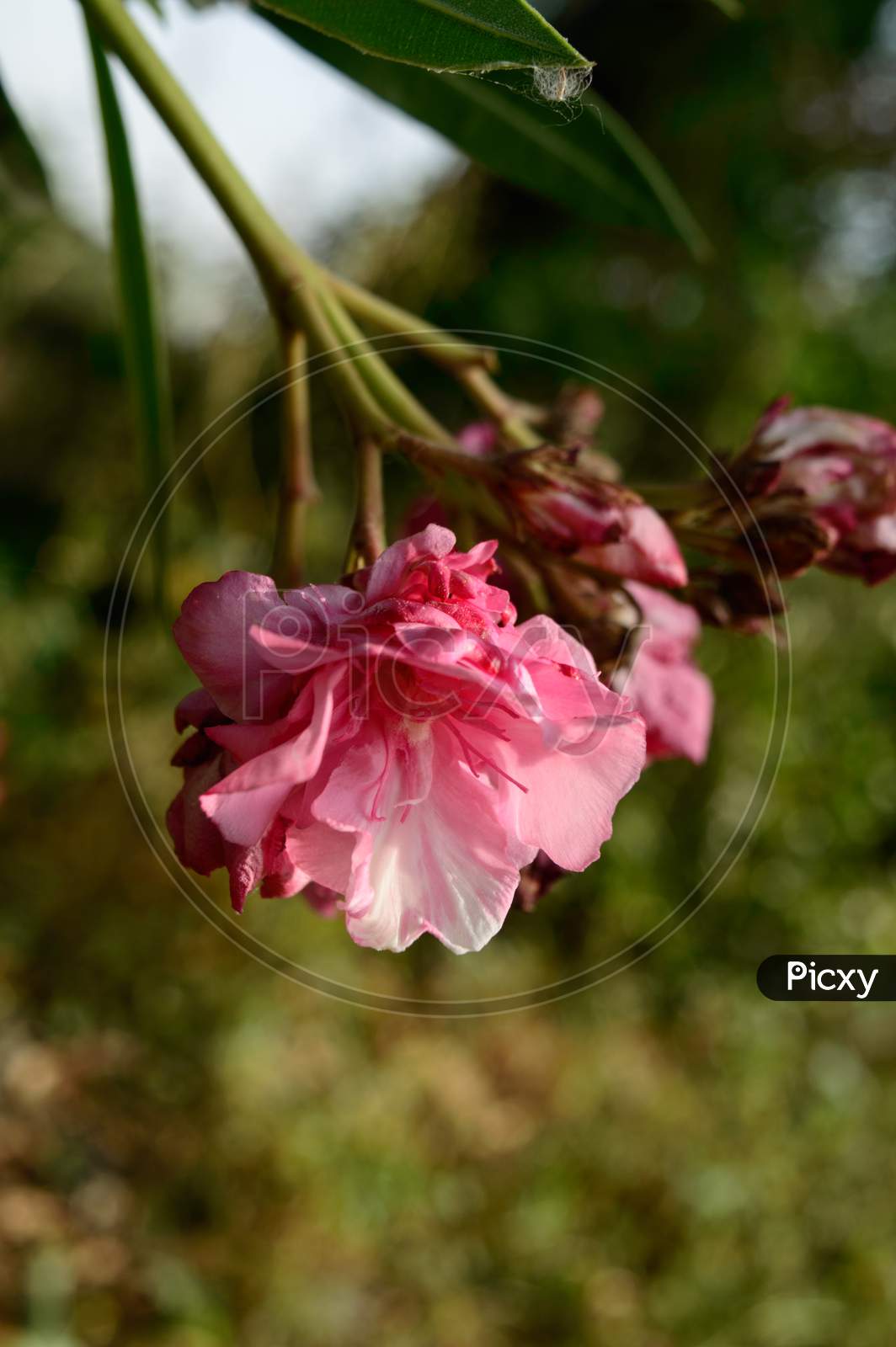 Beautiful Pink Indian Flower Fragrance On Side Of Field.