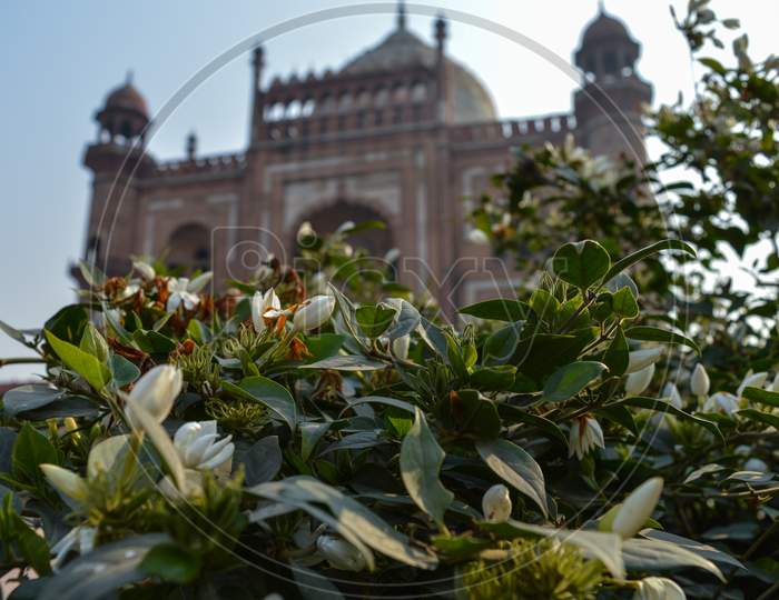 White Flowers With View At Background Of Safadarjung Tomb Memorial At Foggy Winter Morning.