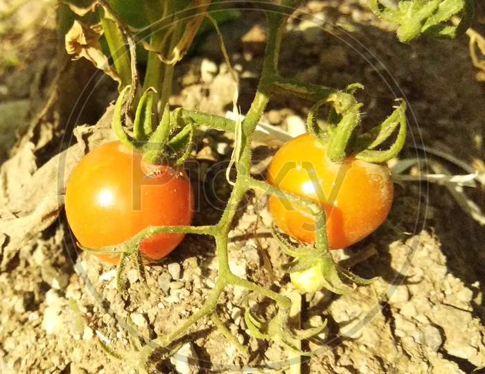 A fresh cherry tomatoes