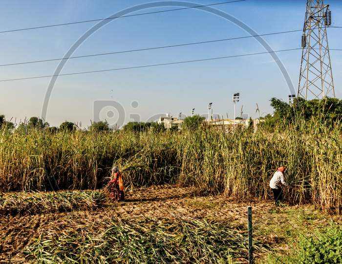 Millet Harwesting Rajasthan
