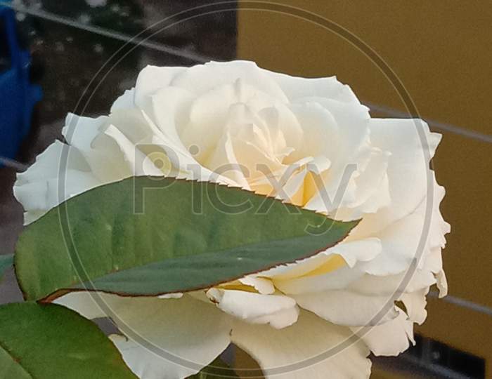 White rose,macro photography