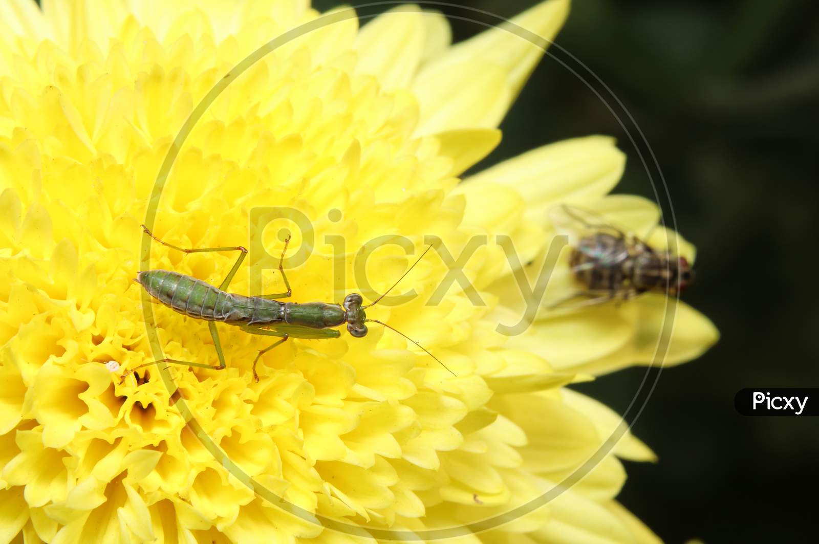 Praying Mantis On A Flower And Try To Grabs A Fly