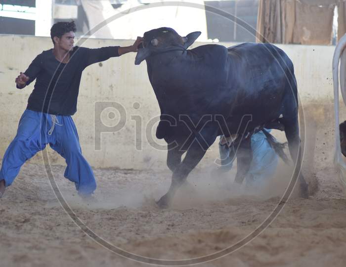 A Man with a Running Bull in the Cattle Farm