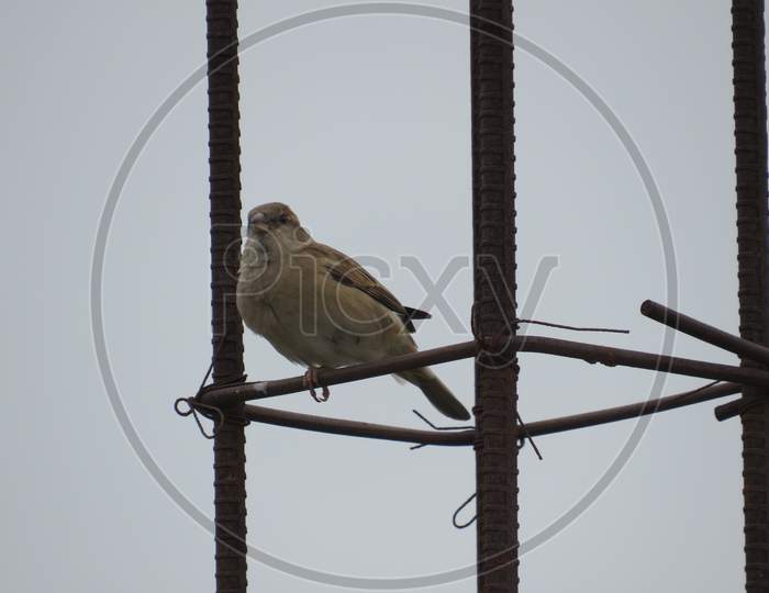 Sparrow, Bird
