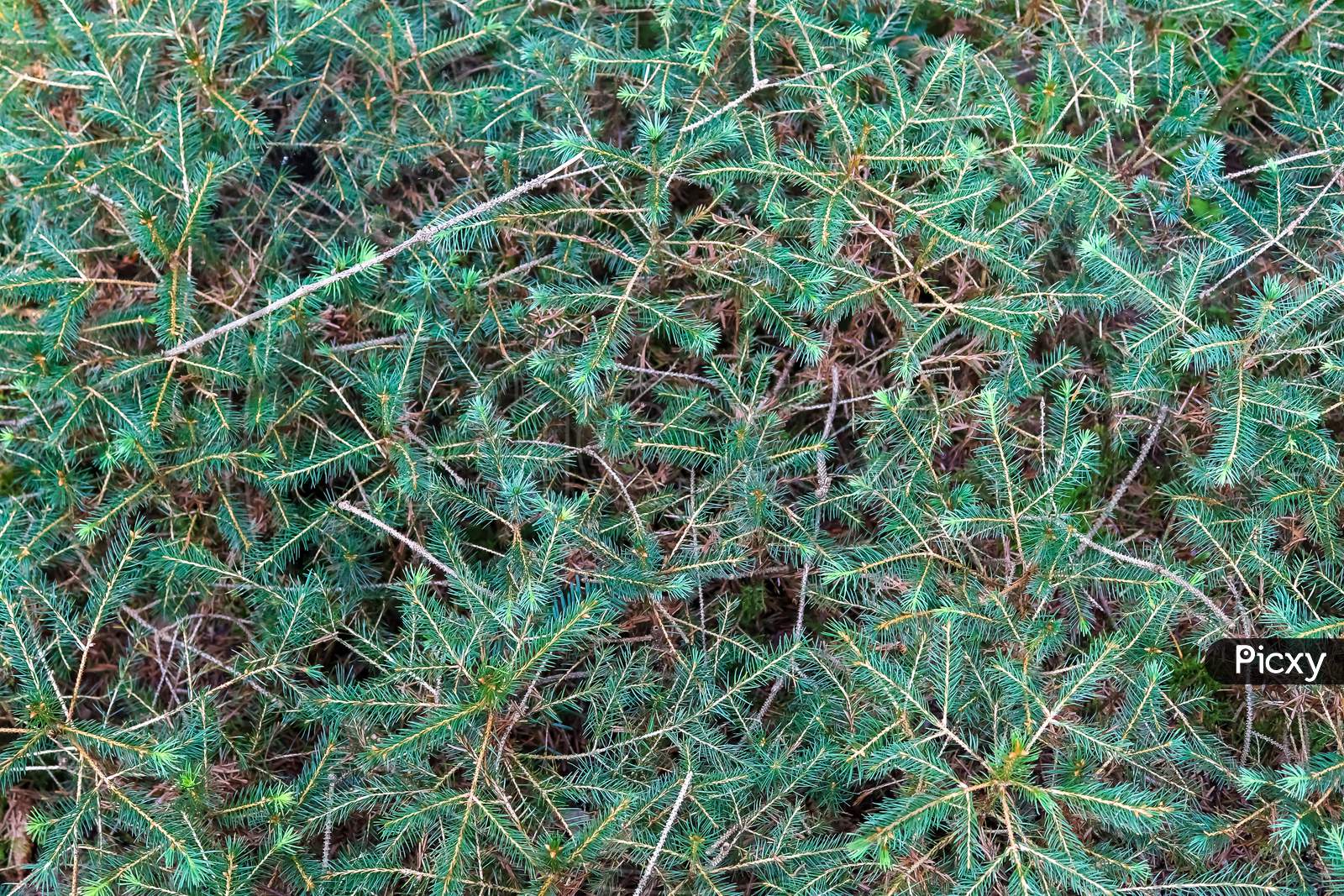 Detailed Close Up View On A Forest Ground Texture With Moss And Branches
