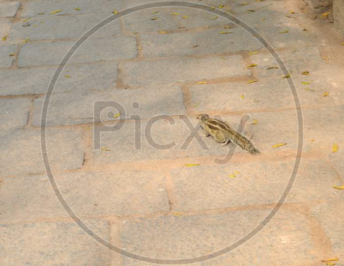 A Small Squirrel Playing At Garden Of Hauz Khas Lake And Garden From The Hauz Khas Fort At Hauz Khas Village At Winter Foggy Morning.