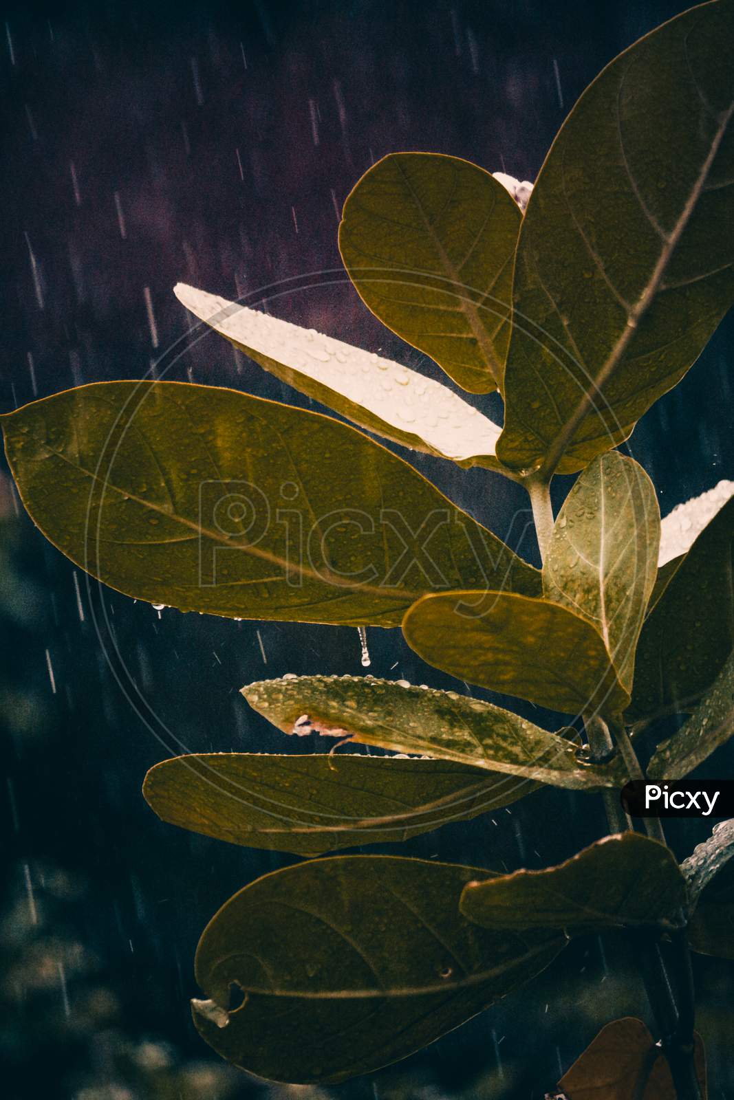 Leaf with Rain