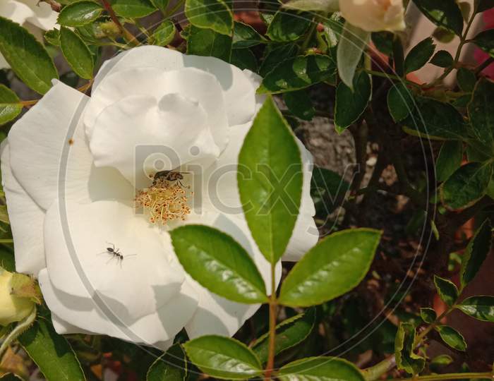 Insects on white rose