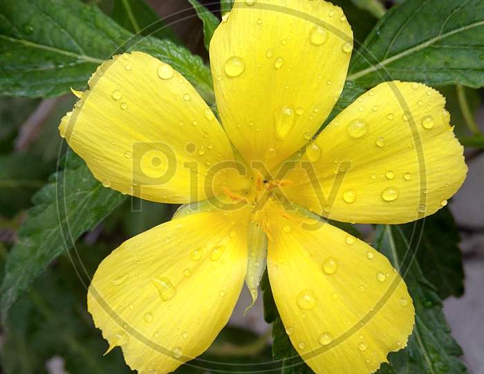 Yellow Flowers, macro shoot