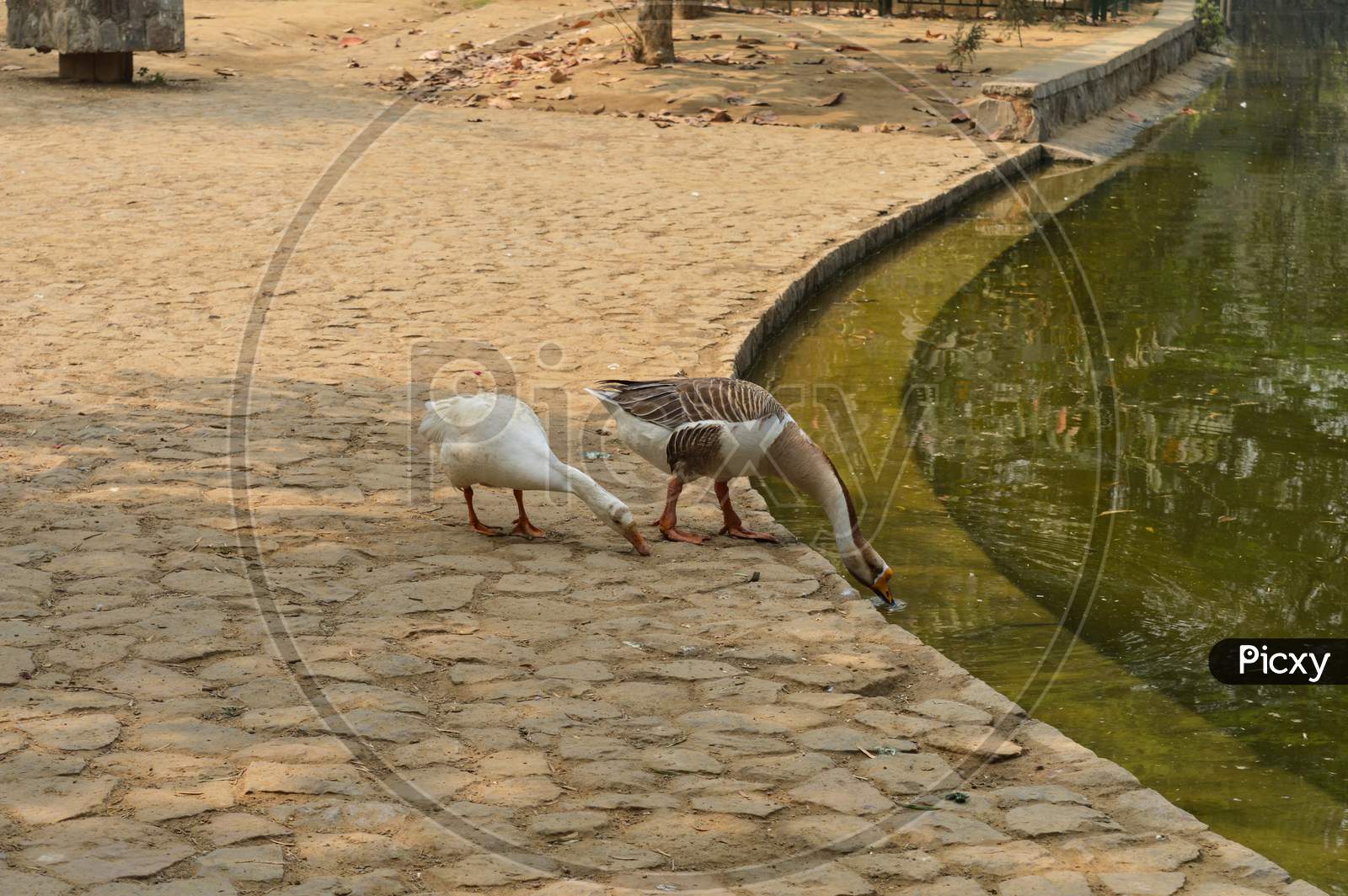 A Pair Of White Color Ducks Drinking,Walking,Roaming Around Near By Pond At Garden, Lawn At Winter Foggy Morning.