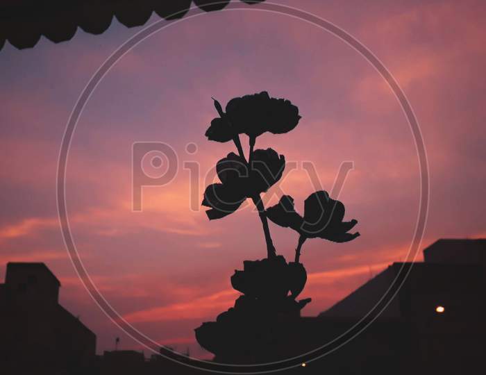 Beautiful silhouette flower photography