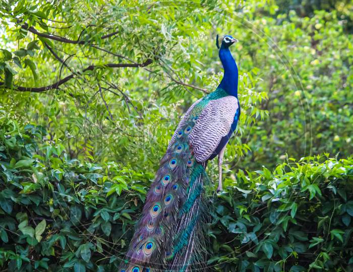 A peacock in the forest