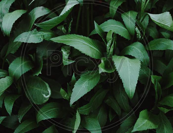 Vibrant Green Leaves Wallpaper With Dark Shadows And Copy-Space