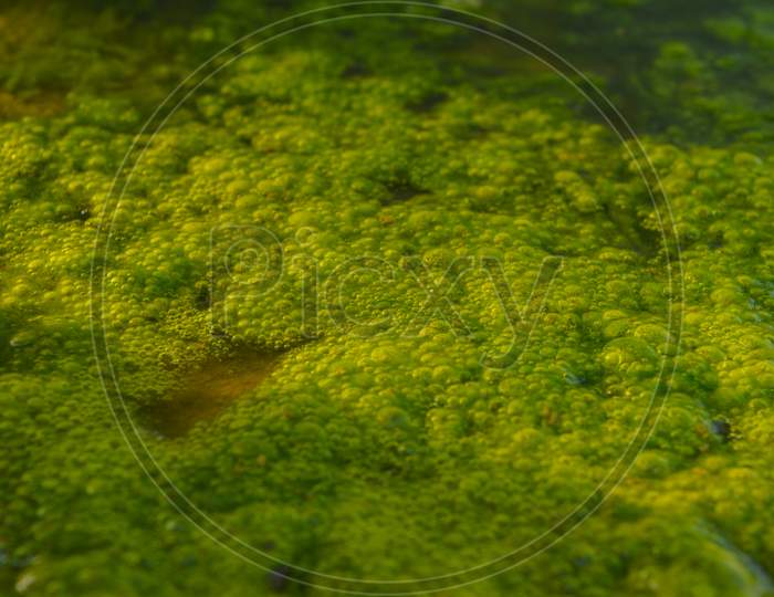 A Micro Shot Of Green Moss At Morning Bubble.